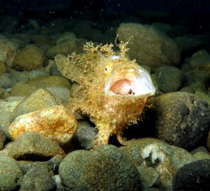 hairy frogfish mouth open