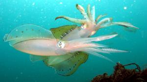big reef squids