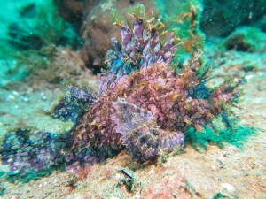 purple Rhinopia